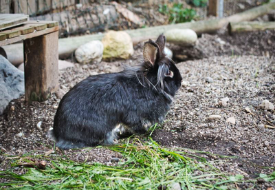 Animal sanctuary in Sondermoning