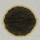 Engine oil | Audi Q7 3.0 l TDI